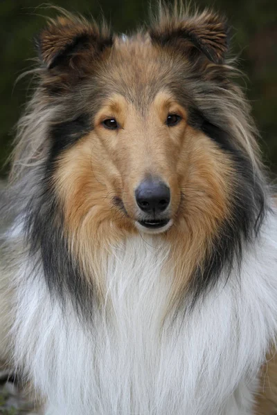 Uzun Saçlı Collie Köpeği Evcil Hayvan — Stok fotoğraf