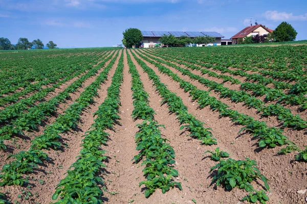 Campo Patatas Con Granja Fondo —  Fotos de Stock