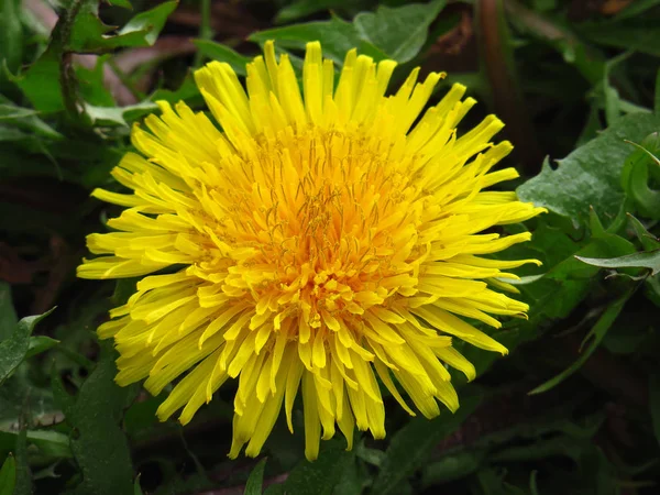 Dandelion Bloom Closeup — 스톡 사진