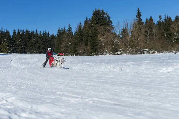 Tyska Mästerskapet Sled Dog Race Frauenwald 2015 — Stockfoto