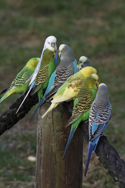 Blick Auf Schöne Vögel Der Natur — Stockfoto