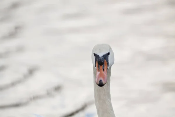 Scenic View Majestic Swan Nature — Stock Photo, Image