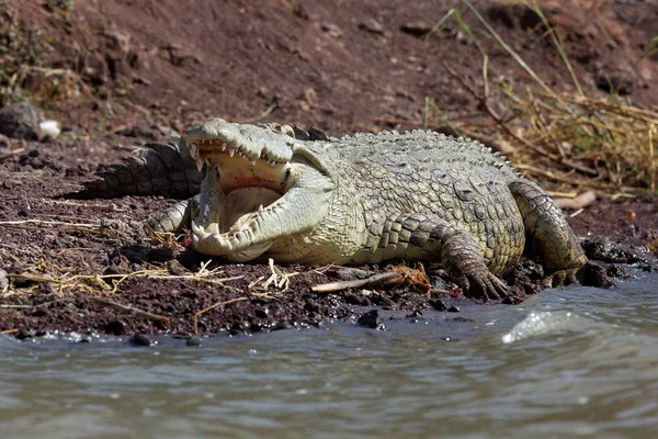 Крокодил Алігатор Ясоїдна Тварина — стокове фото