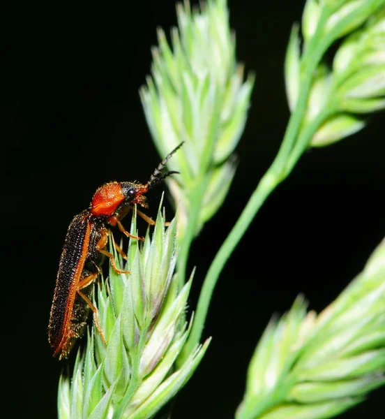 草の上の軟甲虫 — ストック写真