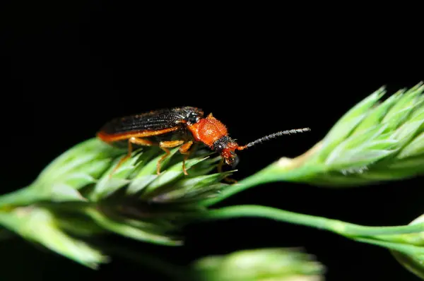 草花上的软甲虫 — 图库照片