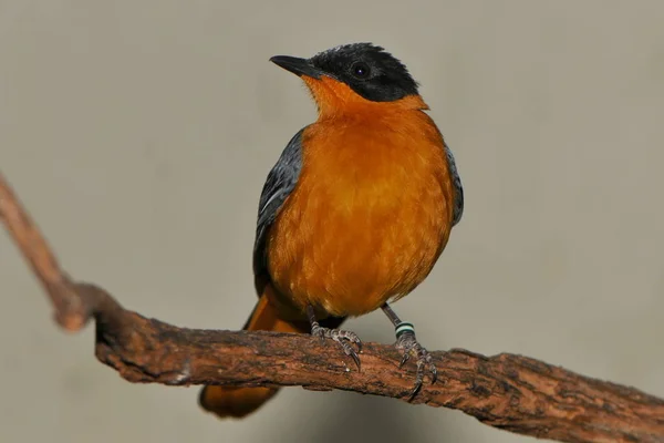 Vue Panoramique Bel Oiseau Nature — Photo