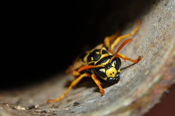 Vista Cerca Insectos Avispas Macro Disparo — Foto de Stock