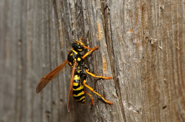 Närbild Geting Insekter Makro Skott — Stockfoto