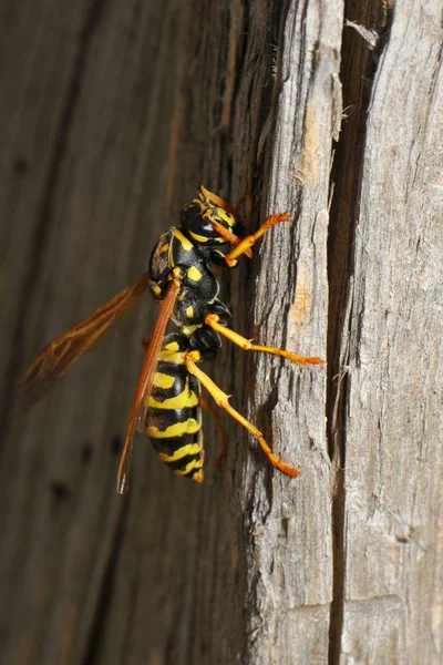 Close Zicht Wespeninsecten Macro Shot — Stockfoto