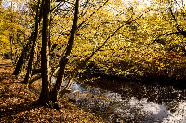 autumn holiday on a forest trail and in the river