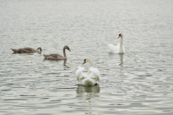 Cisne Mudo Água — Fotografia de Stock