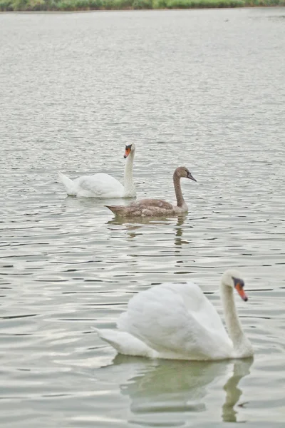 Scenic View Majestic Swan Nature — Stock Photo, Image