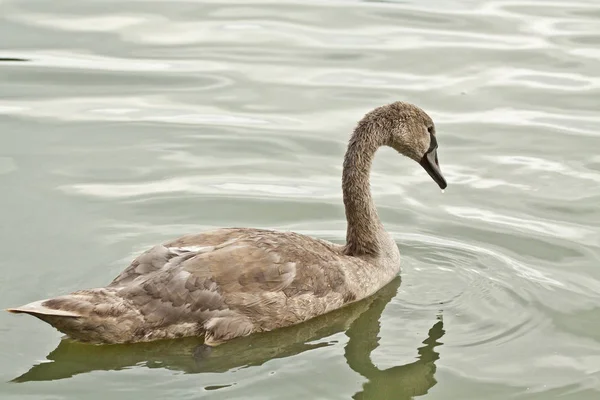 Vue Panoramique Cygne Majestueux Nature — Photo