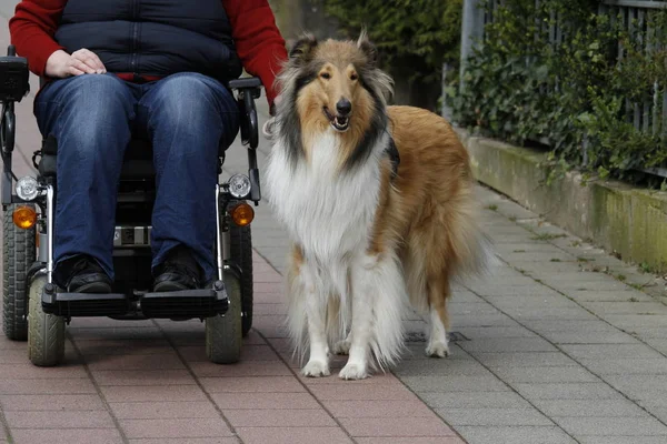 Dog Owner City — Stock Photo, Image