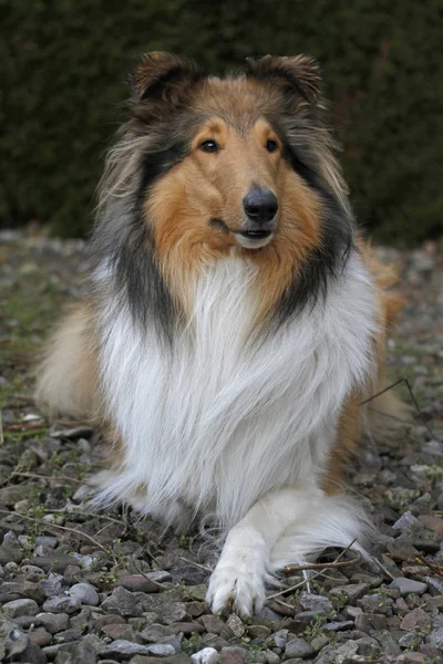 Câine Collie Păr Lung Animal Companie — Fotografie, imagine de stoc