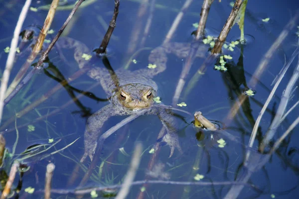 Pad Reptiel Kikker Amfibie Dier — Stockfoto