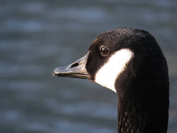 Kanada Gås Hane Drake Porträtt — Stockfoto