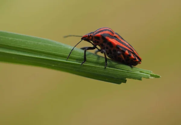 Nahaufnahme Von Wanzen Der Wilden Natur — Stockfoto