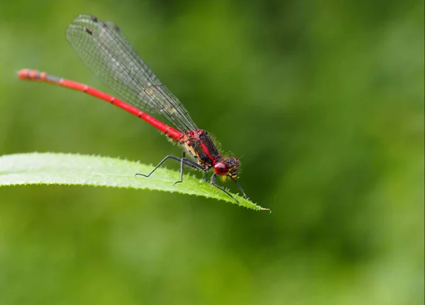 Closeup Macro View Dragonfly Insect — Stock Photo, Image