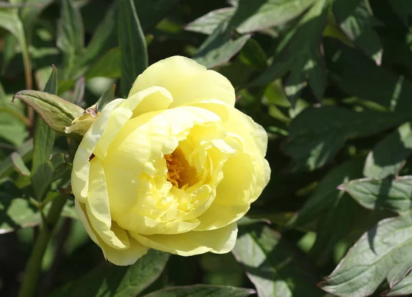 Peony Paeonia High Noon — Stock Photo, Image