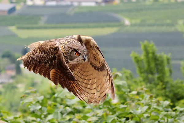 closeup view of eagle owl at wild nature