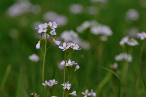 Prairie Est Habitat Ouvert Champ Végétalisé Par Herbe Les Herbes — Photo