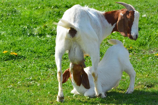 Sur Pâturage Des Chèvres — Photo