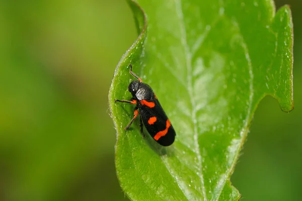 Frosch Amphibienteich — Stockfoto