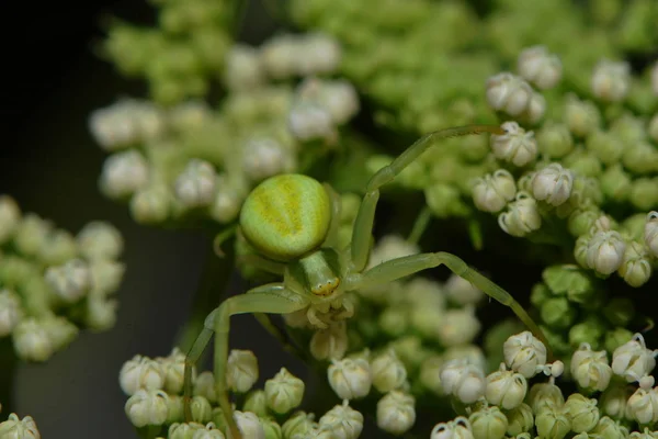 カニのクモや虫の野生動物 — ストック写真