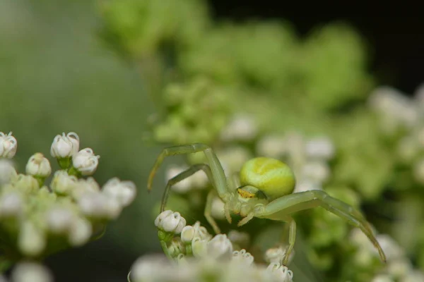 Krabbenspinne Insektenflora — Stockfoto