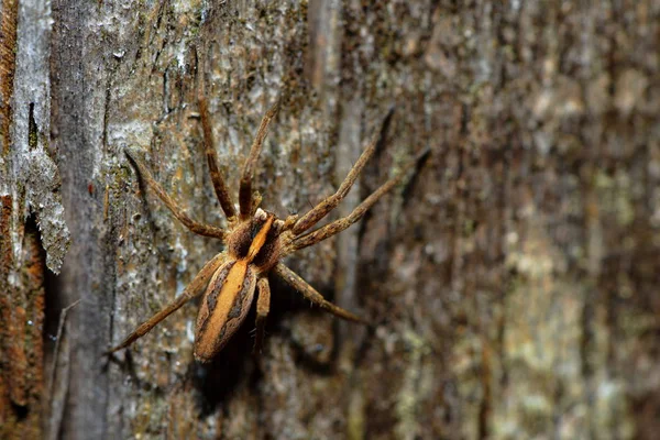 Gruselige Spinne Furchterregendes Insekt — Stockfoto