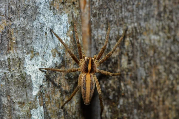 Spider Tree — Stock Photo, Image