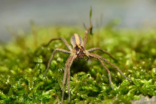 Τρομακτική Αράχνη Έντομο Πλάσμα — Φωτογραφία Αρχείου