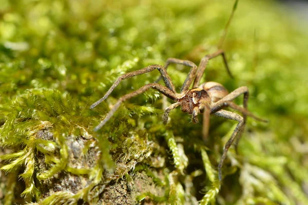 Павук Зеленому Листі — стокове фото