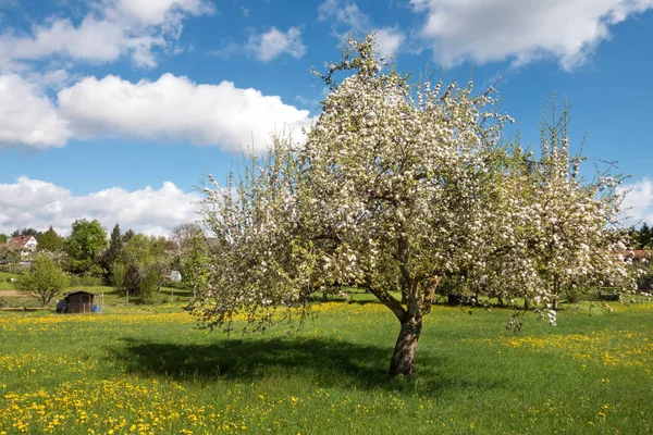 リンゴの木の花を咲かせる — ストック写真