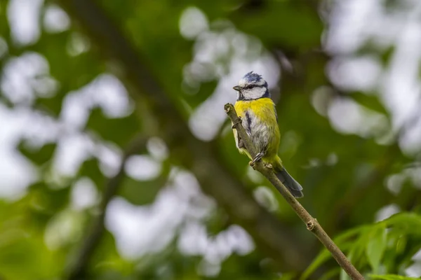 Blaumeise Sitzt Auf Einem Ast — Stockfoto