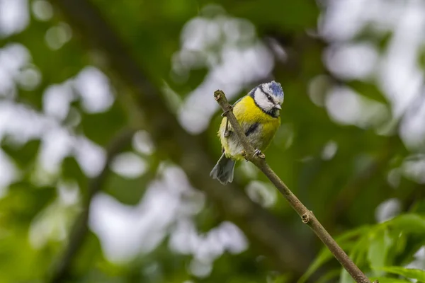 Blaumeise Sitzt Auf Einem Ast — Stockfoto