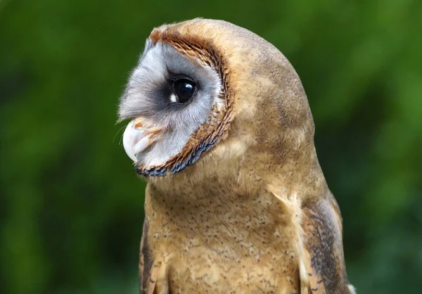 Nahaufnahme Einer Niedlichen Eule Wilder Natur — Stockfoto