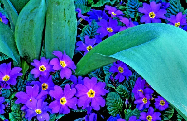 Primulor Blommor Flora Och Kronblad — Stockfoto