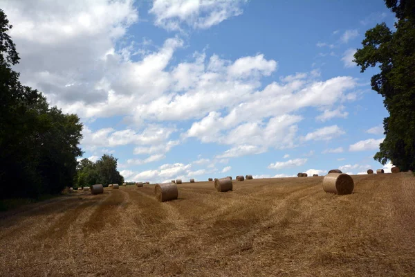 Campos Palha Após Colheita Mais — Fotografia de Stock