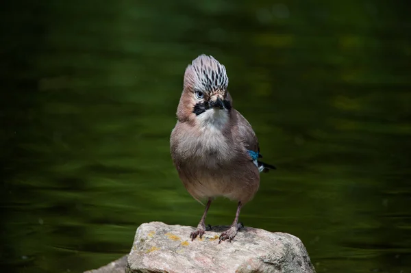 Geai Eurasien Garrulus Glandariuus Image — Photo