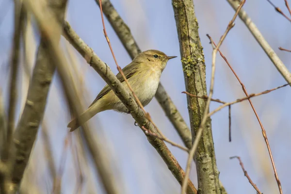 Zilpzalp Sittande Gren — Stockfoto