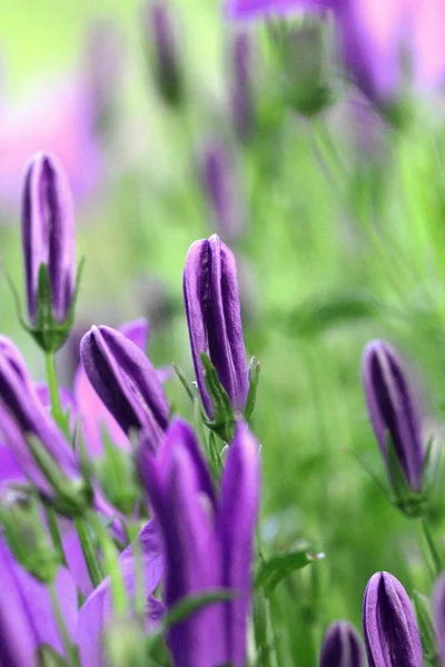 クロッカスの花春の植物花弁 — ストック写真