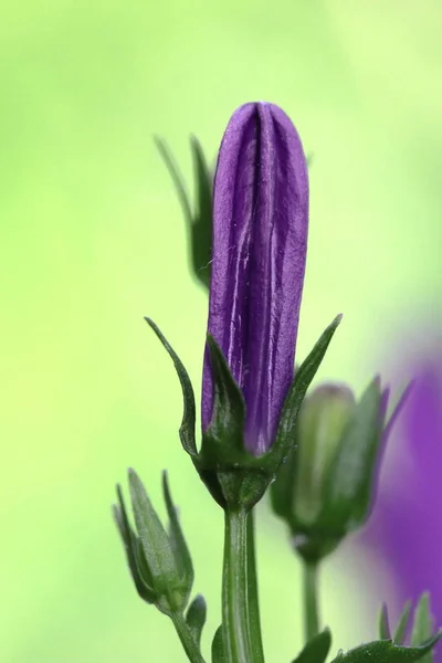 Bellissimi Fiori Sfondo Concetto Floreale — Foto Stock