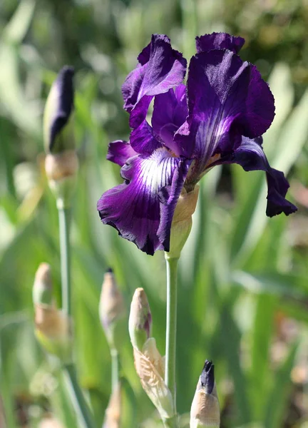 Schilderachtig Uitzicht Mooie Irisbloem — Stockfoto