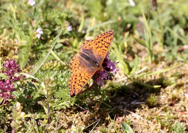 Fritilário Fogo Adippe Arginista Borboleta Alpina — Fotografia de Stock