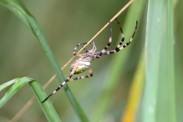 Osa Pająk Zebra Pająk Tygrys Pająk Lub Jedwabna Wstążka Pająk — Zdjęcie stockowe