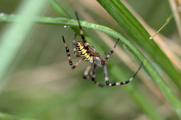 Wasp Araignée Tigre Zebraspine Araignée Araignée Soie Araignée Araignée — Photo