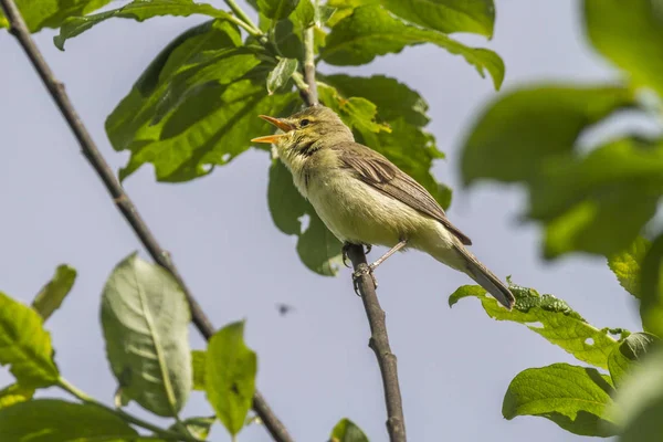 Schilderachtig Uitzicht Prachtige Papegaai Natuur — Stockfoto