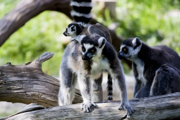 Lemurer Familj Med Barn — Stockfoto